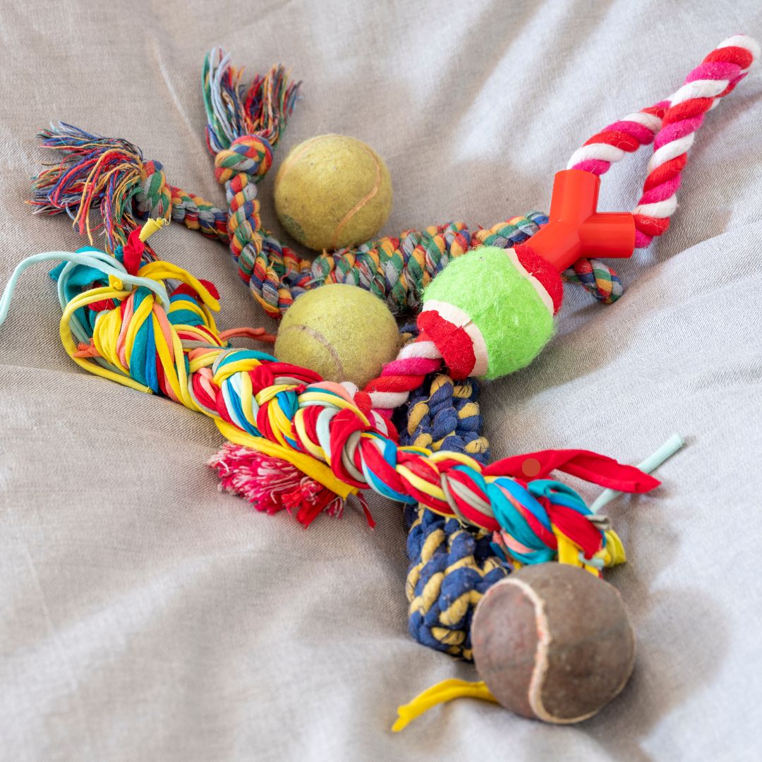 Hunde-Spielzeug