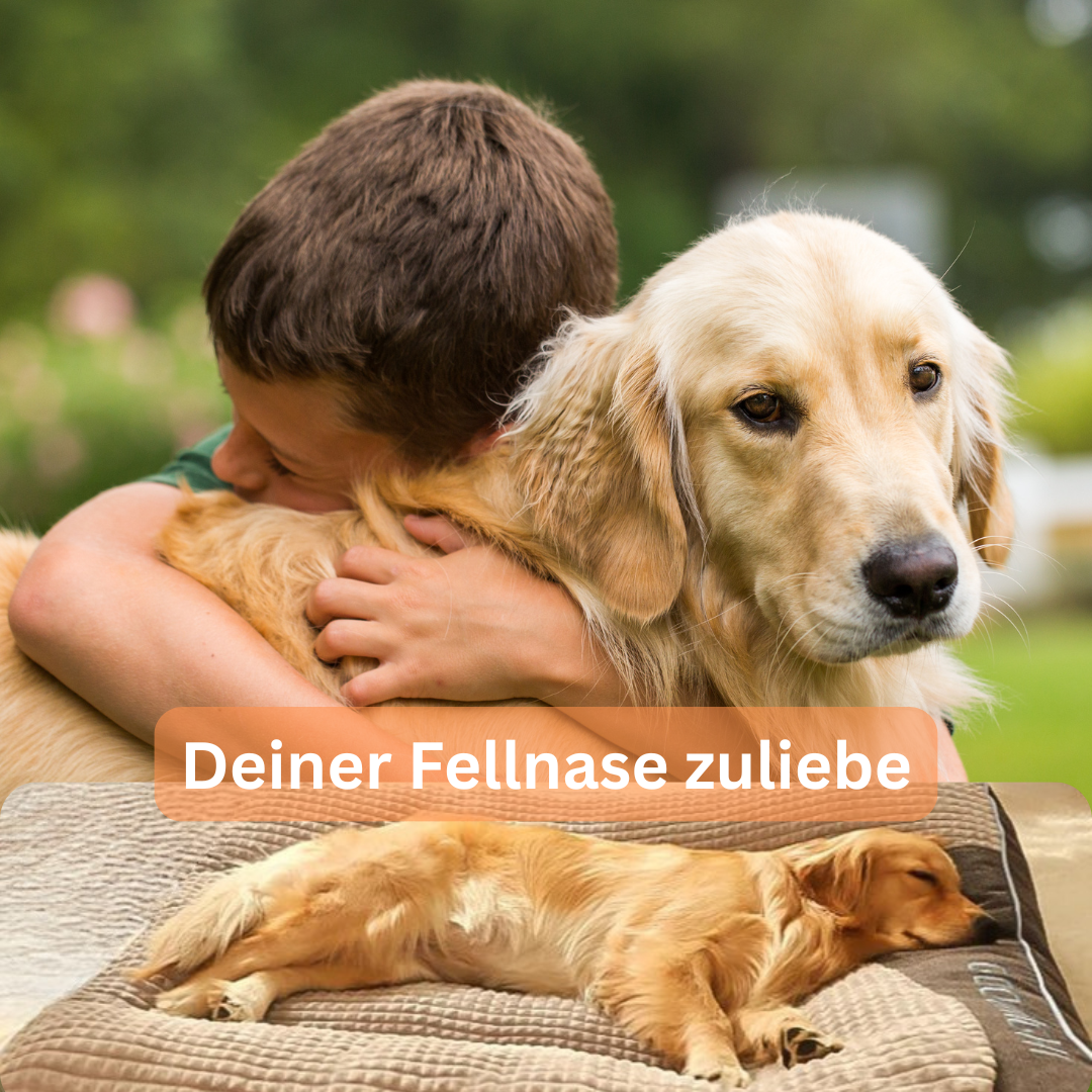 Sigmo – Das orthopädische Hundebett für mehr Lebensfreude