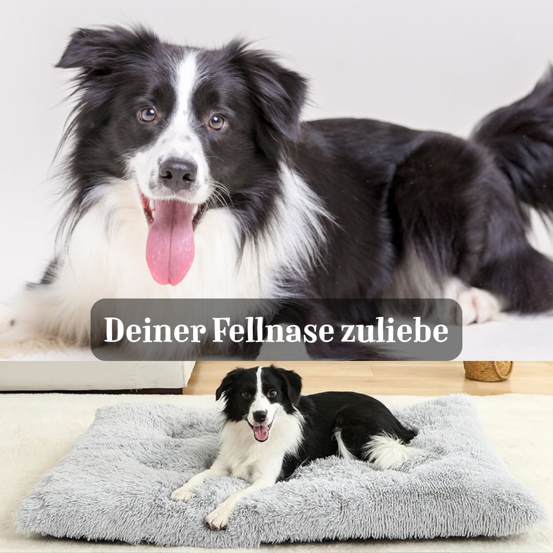 Limo – Das orthopädische Hundebett für bequemes Entspannen