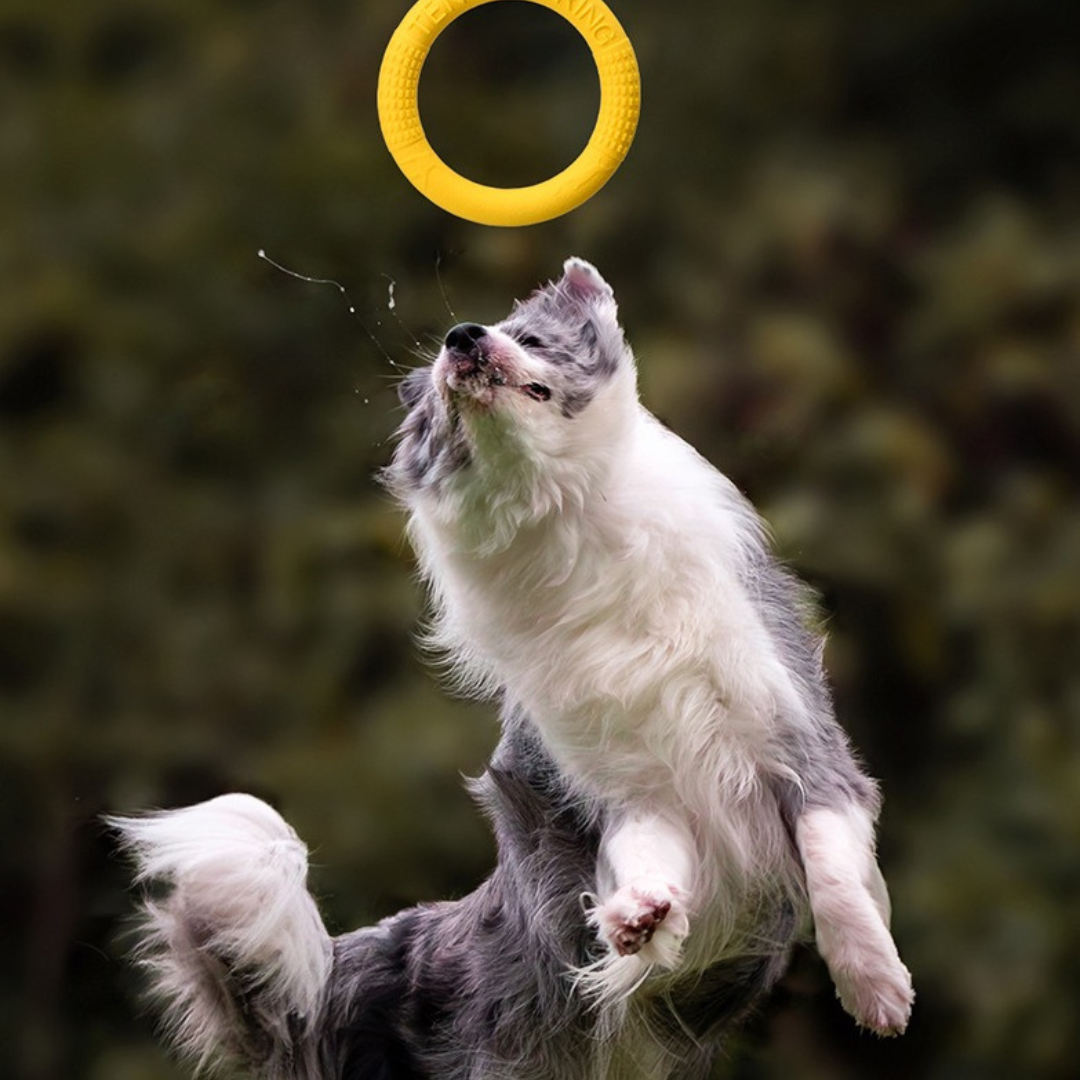 Wurf-Ring – Für Spiel & Training