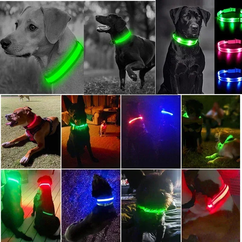 Hundehalsband – LED, wasserdicht, verstellbar für alle Hundegrössen